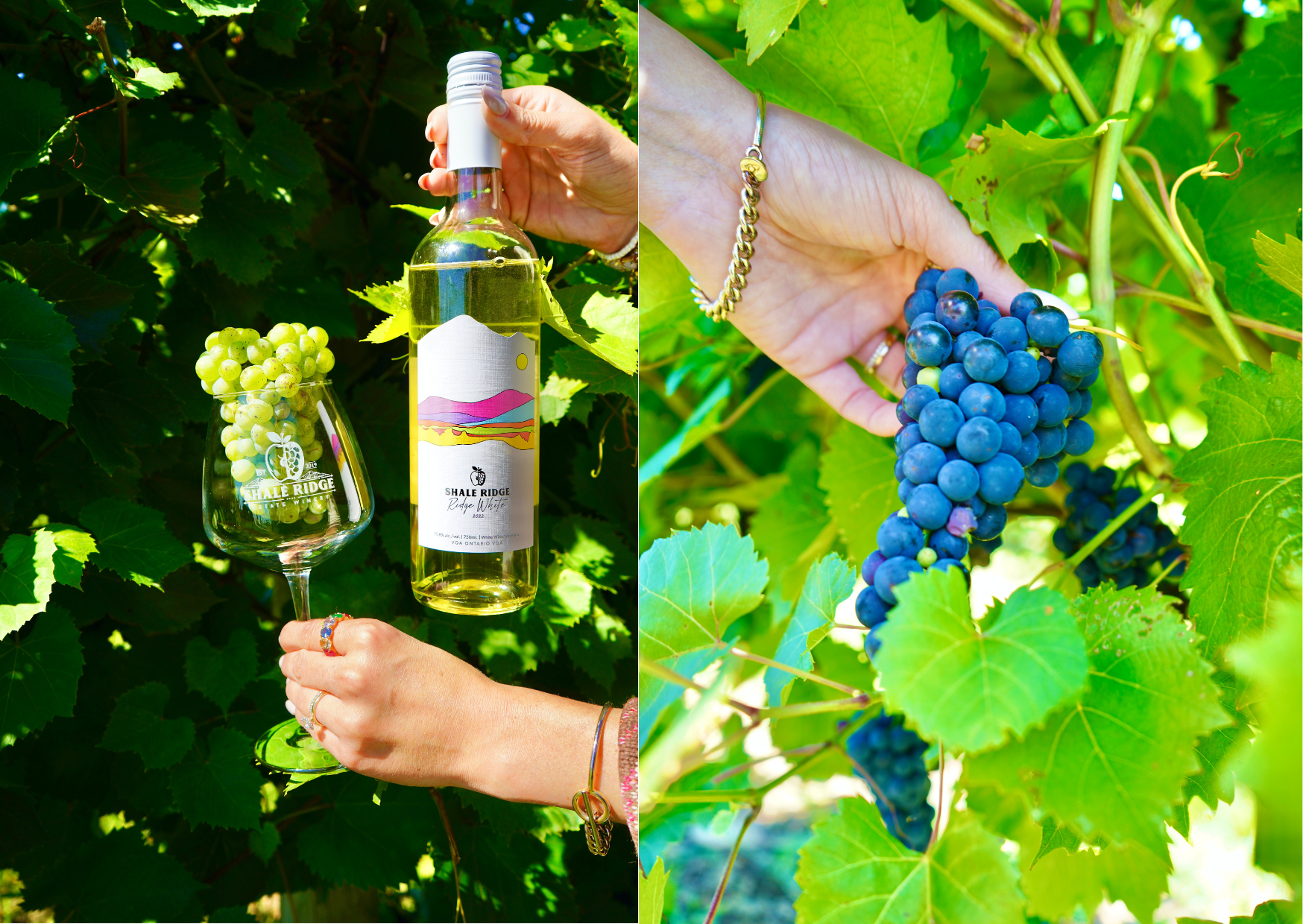 From Farm to Glass: Unveiling the Essence of Shale Ridge