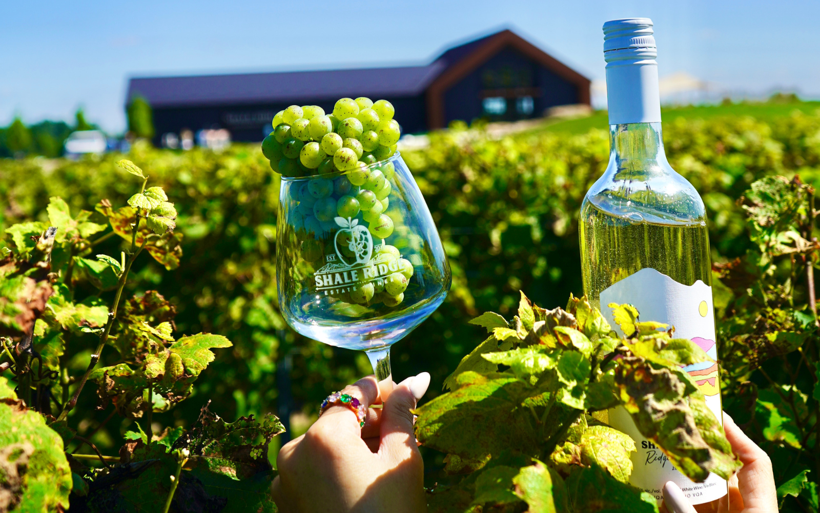 Low Residual Sugar Wine Fun Facts