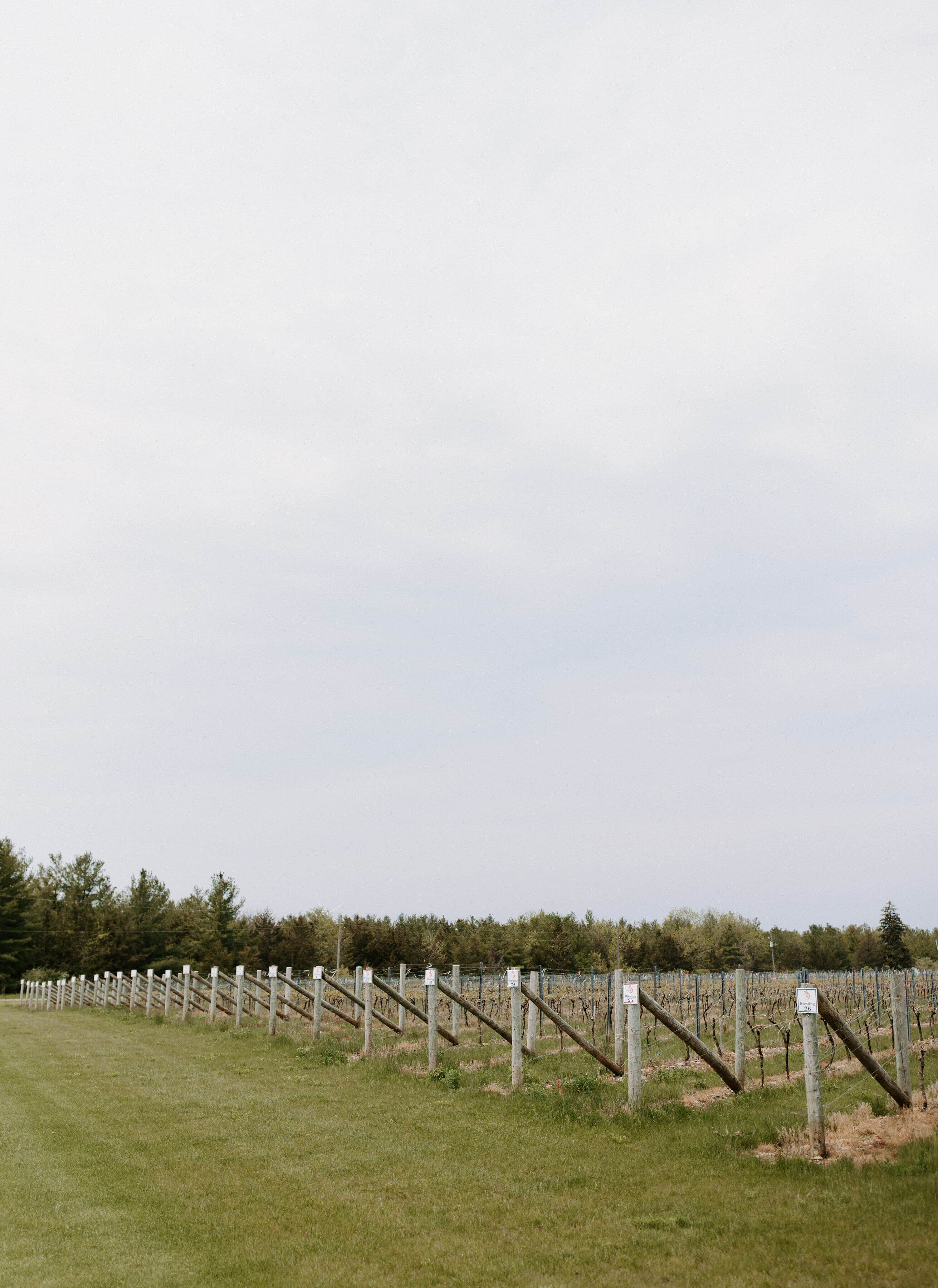 Long, straight rows of dormant grapevines supported by wooden posts and wires, stretching across a green field towards a treeline under a bright, overcast sky at the Shale Ridge vineyard.